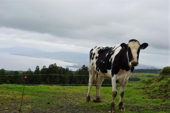 Vaca Azores